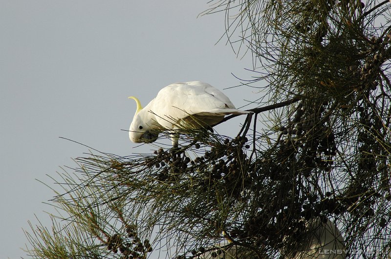 Sulphur-Crested Cockatoo 106 